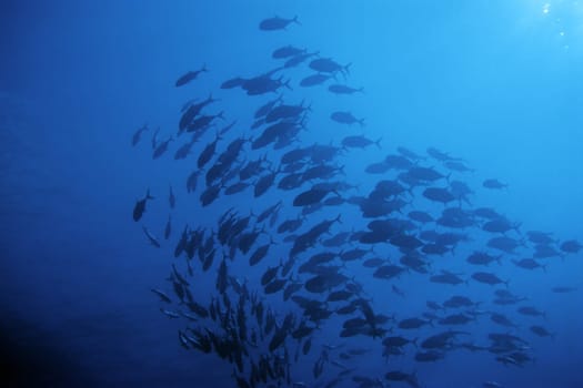 Shoal of preserves