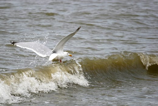 Surfin....