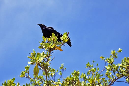 Crow bird