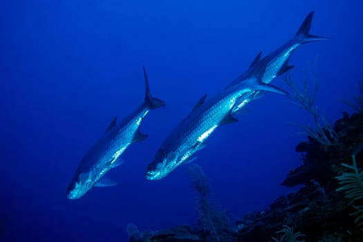 Tarpon,Cayo Largo,Cuba