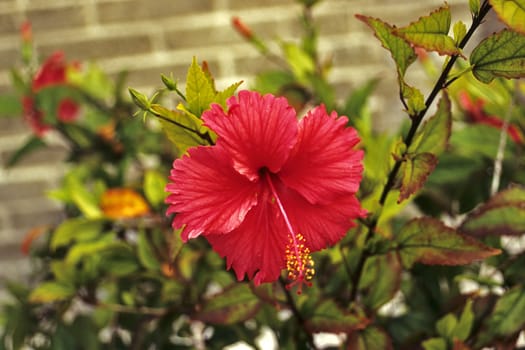 Hibiscus