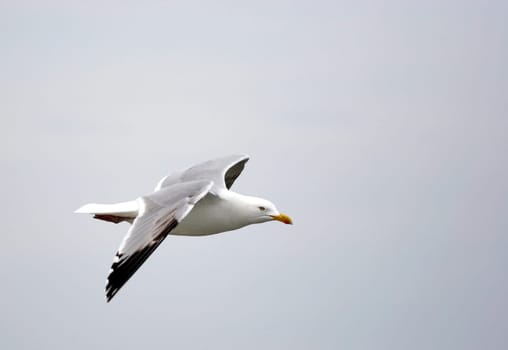 Seagull II