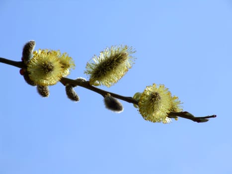 Willow catkin