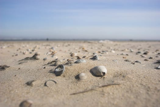 Shell beach