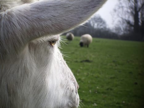 Billy goat