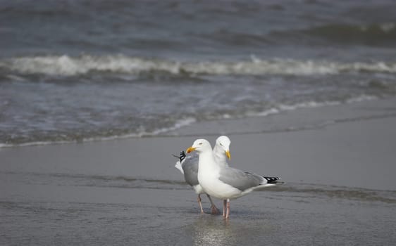Pair of seagulls