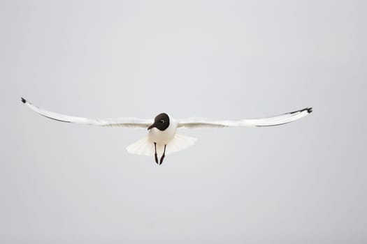 Black-headed Gull