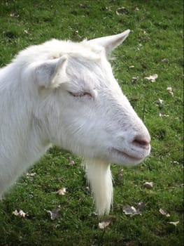 Sorry,another goat. Somehow I can't do that with the series.