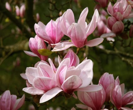 Magnolia blossom