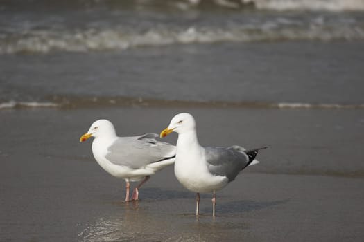 Gulls