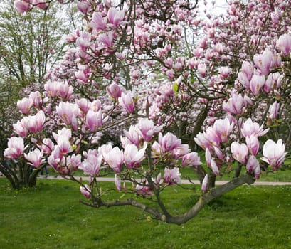 Magnolia blossom