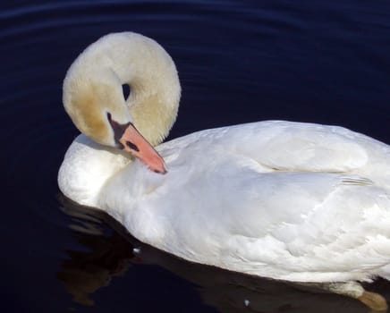 Swan