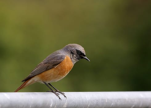 dank und jutta wikipedia: der gartenrotschwanz steht auf der vorwarnliste der gefährdeten brutvögel in deutschland. in tschechien,der schweiz und österreich in erscheint er in den roten listen.