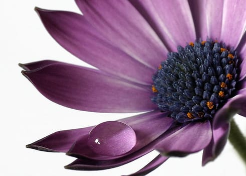Chrysanthemum