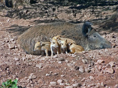 young boar