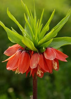 Fritillaria imperialis in the backlight