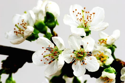 Cherry blossom