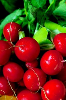 Radish