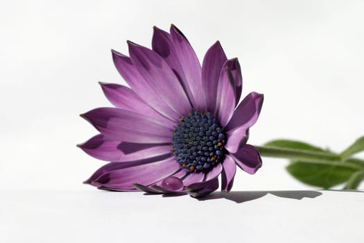 Chrysanthemum