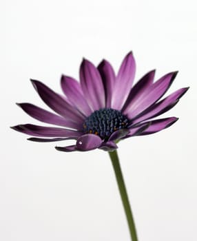One last chrysanthemum