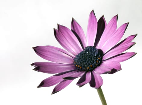 The color purple