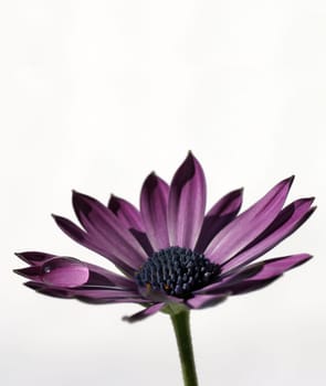 Purple - The Last Attempt