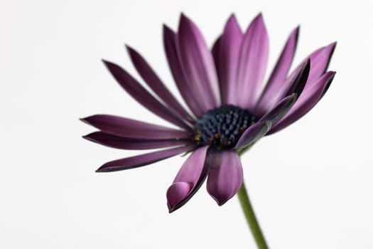 Another chrysanthemum