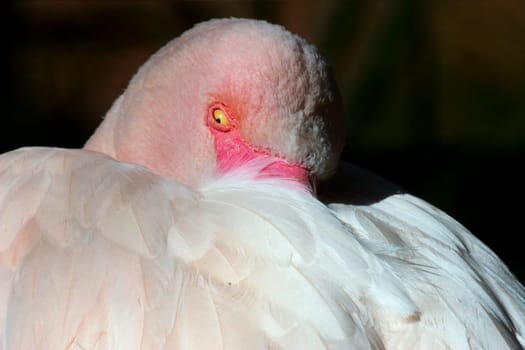 Dormant flamingo