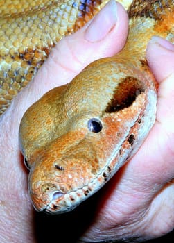 Snake Portrait