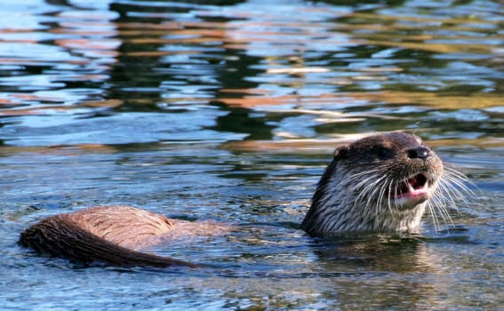 Outraged otter