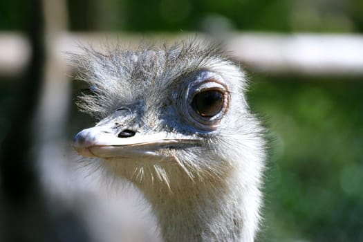 Beautiful EMU Portrait