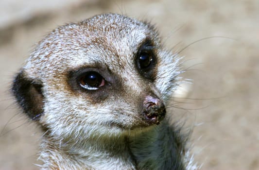 Meerkat Portrait