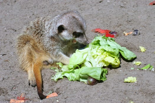 Meal