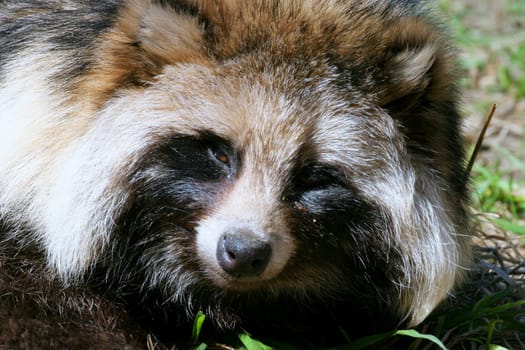 Raccoon dog