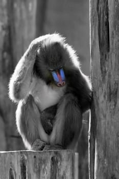 Mandril Monkey