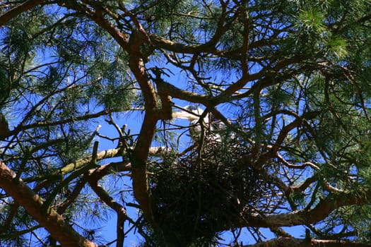 Bird's nest in the tree