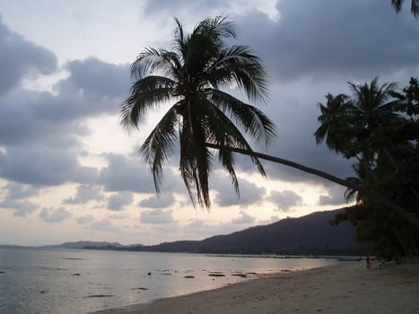 Olympus μ-mini 4.0 A funny palm tree that seems to grow around the corner in front of the sunset at Lamai Beach - Koh Samui