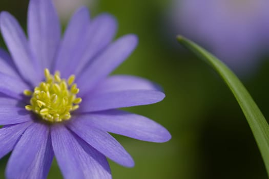 Anemone