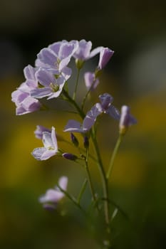 Meadowfoam
