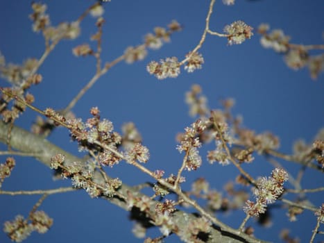 Spring Awakening