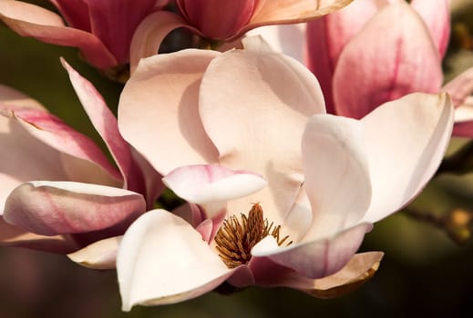 Magnolias - Fantastic flowers