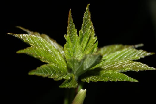 Delicate shoots