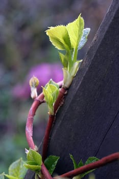 Climbing hydrangea
