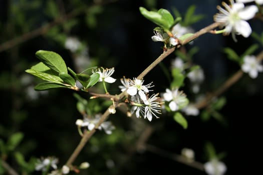 White blossoms from my evening walk in the woods