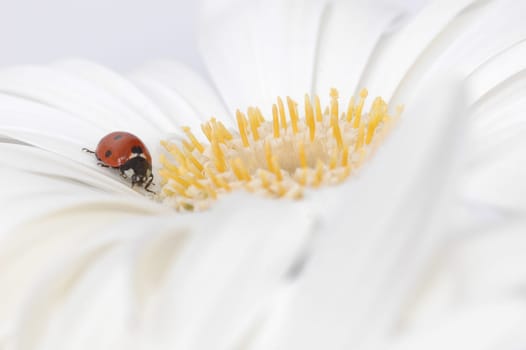 On the flower