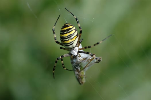 Spider with prey