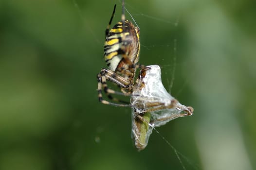 Spider with prey II
