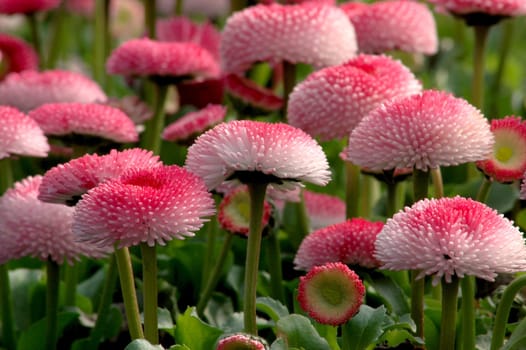 Many Bellis