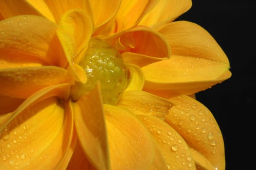 Yellow dahlia beauty