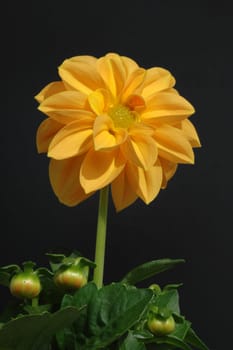 Yellow dahlia beauty 2